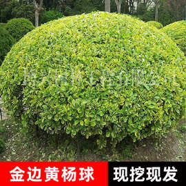 精品金边黄杨球金边大叶黄杨冬青卫矛球四季青花坛工程绿化灌木球