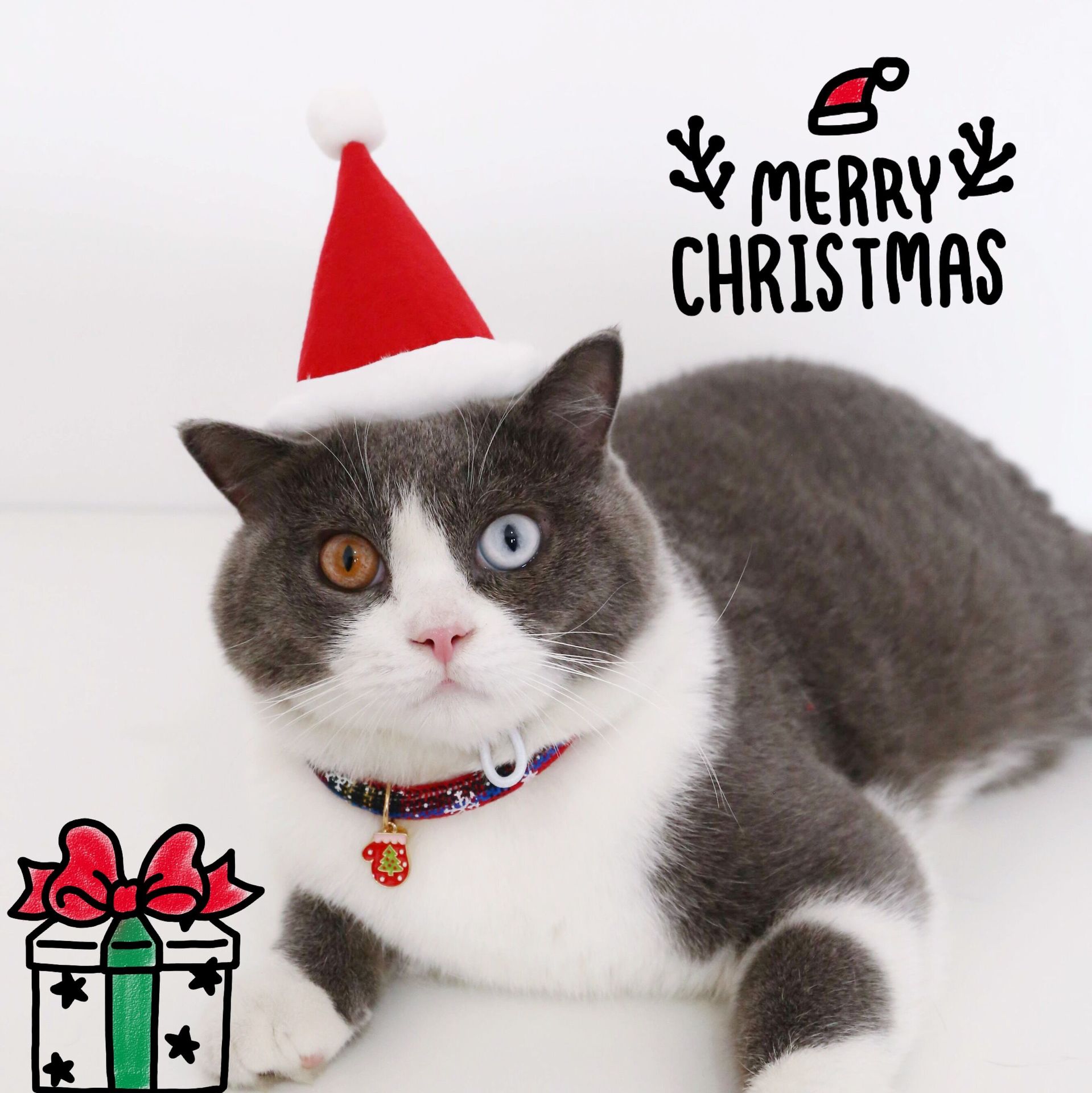 180g Weight Costume Props Event & Party Supplies Pet Hat Type Of Pet Supplies 1 Piece Quantity Daily Occasion Nonwoven Material Christmas Festival Color Block Pattern All Seasons Season Simple Style Style Simple Style Nonwoven Christmas Color Block Pet Hat 16