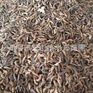 New Purple Sophora Seeds, Sophora Flowers, Sophora Tree Species, Slope Protection Shrub Seeds, Northeastern Forest Sophora Sophora Seeds, Purple Sophora Sophora Seeds