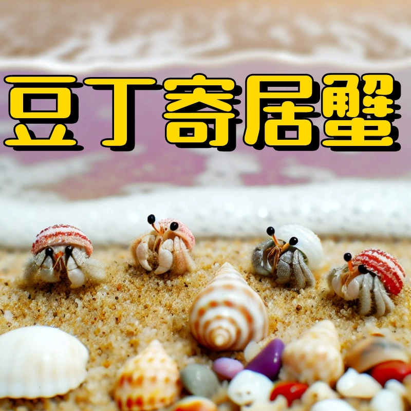 Набор для кормления домашних животных Bean Dinky Hermit Crab Маленький Bean Dinky Hermit Crab Живые детские домашние животные Настольные домашние животные Другие