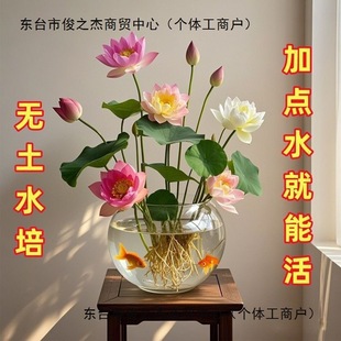 ��ɏ�N�߲������ɫˮ�໨��ˮ�B�ļ�ɏ���ɻ��Nɏź�Gֲˮ��ɏ��