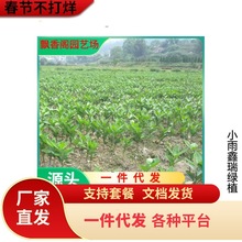 湖南果苗基地直销桔子苗批发橘子树苗 南丰蜜桔苗 根系好接果树苗