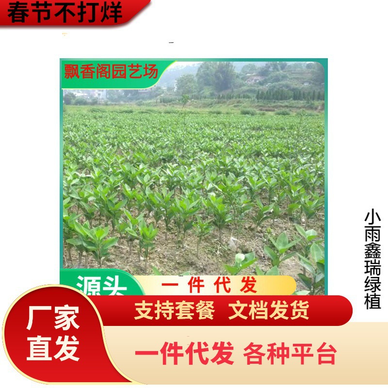 湖南果苗基地直销桔子苗批发橘子树苗 南丰蜜桔苗 根系好接果树苗