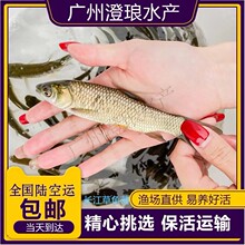 草鱼鱼苗活体淡水养殖草皖鱼苗半斤食蚊鱼大苗饲料四大家鱼青鱼苗