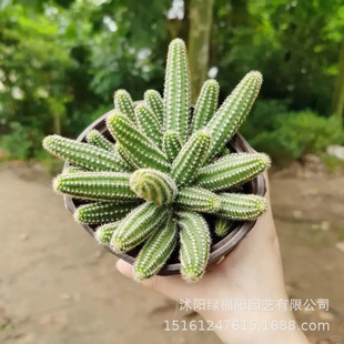 ëë�x��̴����������ָ���Դ����_������ֲ�ﻨ���҃����ⳣ�໨