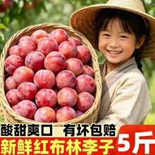 河南红布林李子5斤新鲜当季恐龙蛋玫瑰黄肉大李子红袍孕妇水果李