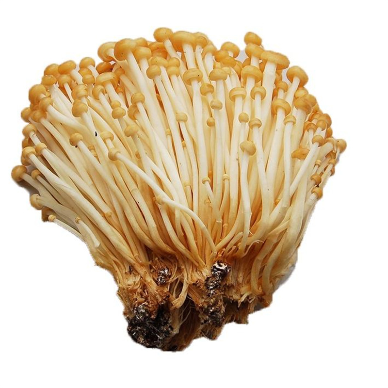 Fresh Golden Needle Mushroom Hotpot Barbecue Edible Mushroom Premium Golden Needle Mushroom Fresh Direct Supply Savory