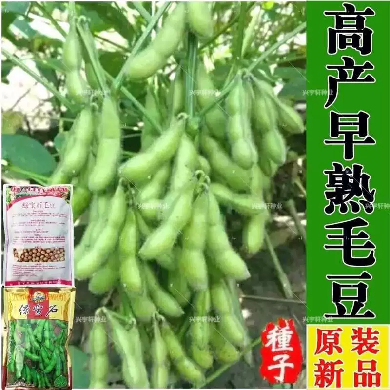 Семена эдамаме, раннеспелые крупные зеленые семена эдамаме, высоковысокопродуктивные семена желтой сои, не содержащие ГМО, семена четырехсезонных овощей.