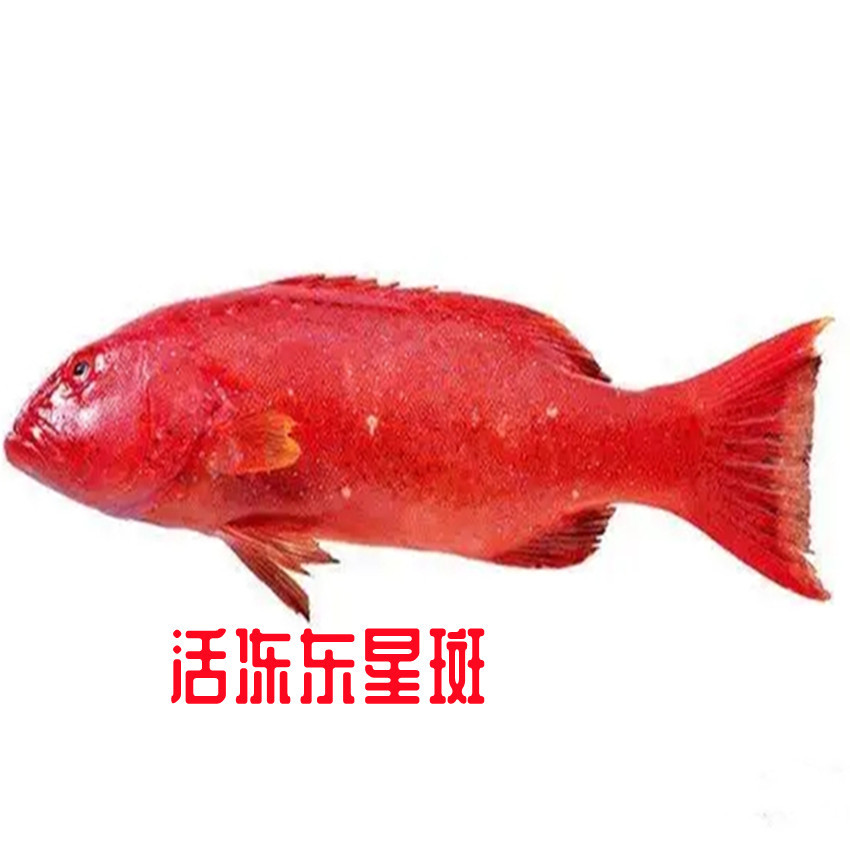 东星斑 活冻东星斑 1斤-3斤左右一条 刺少肉多 肉质细腻海鲜