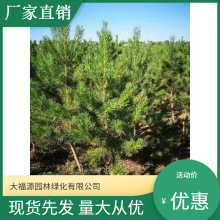 樟子松【基地批发】 量大优惠  品种齐全景区造景工程绿化苗