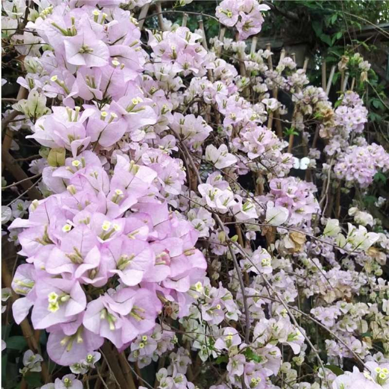 Ciruela triangular planta en maceta nueva variedad de flores de flores de rosa balcón patio aire purificado cuatro estaciones flores bonsai