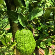 �㙴��������r�����㙴�r��ʳ���^�p������ˮ���r�һ��جFժ�F�l