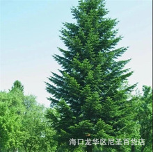 种子柳杉冷杉落羽杉刺杉家杉南洋池杉水杉沙树籽 Japanese fir