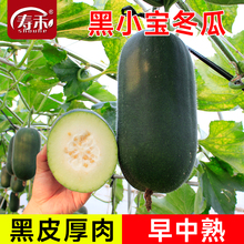 厂家批发高产冬瓜种子巨星黑皮冬瓜种子粉批冬瓜种子四季蔬菜种子