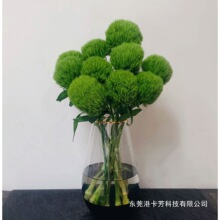 ��ë��ʯ������ˮ���ʻ�  ����������콶ˮ����ֲ  ����ֱ��