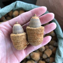 狗鞭果 广西 野山 猪仔粒男人泡酒料 干货 毛毛大果 锁阳果好货真