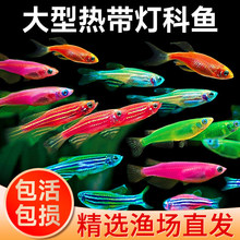 热带观赏鱼鱼苗斑马鱼好养水生小宠物小型孔雀金鱼活鱼淡水灯科鱼