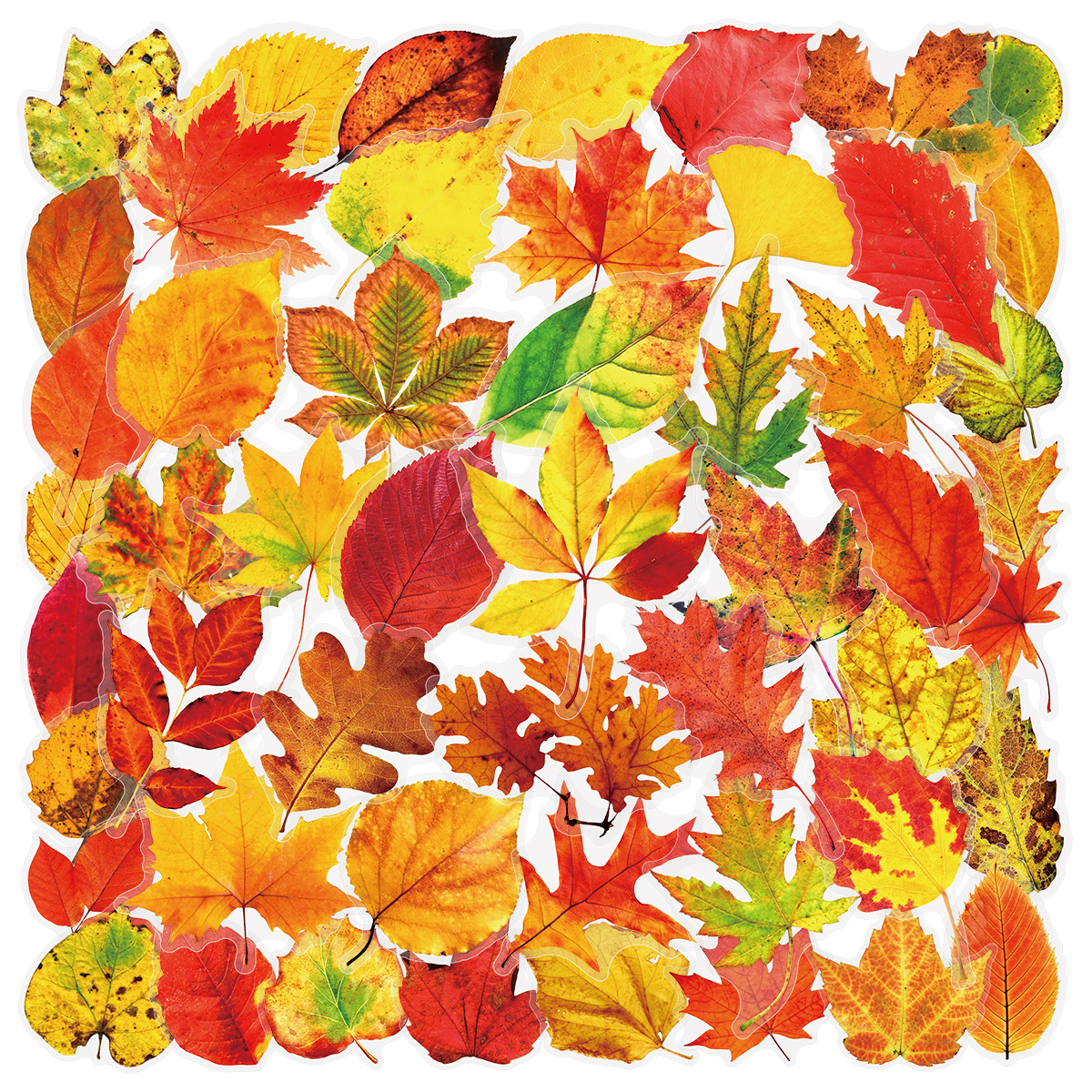 Maple leaf
