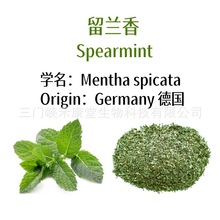 包邮留兰香薄荷茶碎散装批发 spearmint tea bag皱叶留兰香现货
