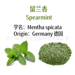 ���]���m�㱡�ɲ���ɢ�b���l spearmint tea bag���~���m��F؛