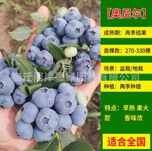 基地供应兔眼蓝莓树苗蓝丰 奥尼尔 钱德勒蓝莓苗庭院阳台量大优惠