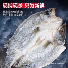 闽威清蒸海鲈鱼开背新鲜冷冻鲜活深海鱼海卢鱼海鲜水产商用半成品