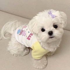 犬服夏の薄いマルジステディは熊博美ヨークシャー猫ペット小型犬服より