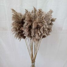 芦苇花干花束小蒲苇婚庆舞台拍摄道具芦柴民宿软装饰文艺摆件