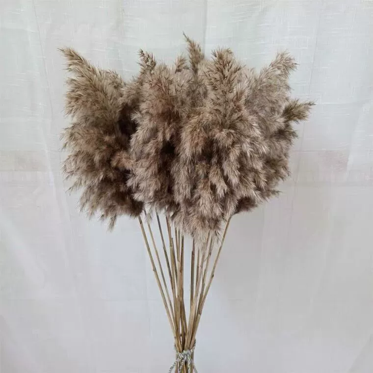 Тростниковые цветы Сухие цветы Маленький Puwei Свадебный реквизит для съемки Luchai Проживание в семье Мягкие украшения Художественные украшения