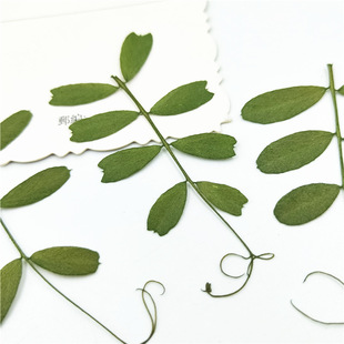 Ma Dou Ye Ma Dou Dried Flower Embossed DIY Handmade Drops of Glue Dried Flower Candle Flower Wholesale True Leaf Plant Specimen
