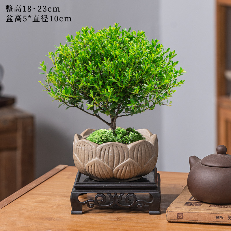 고급 작은잎 피니지늄 + 연꽃 고대 도자기 냄비 + 수지 사각 트레이 + 비료 [무료 이끼]