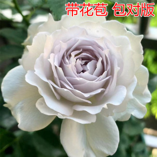 Gabriel Archangel Rose Flower Seedlings Potted Large Seedlings Bloom Continuously in All Seasons Indoor and Outdoor Florals and Green Plants Roses
