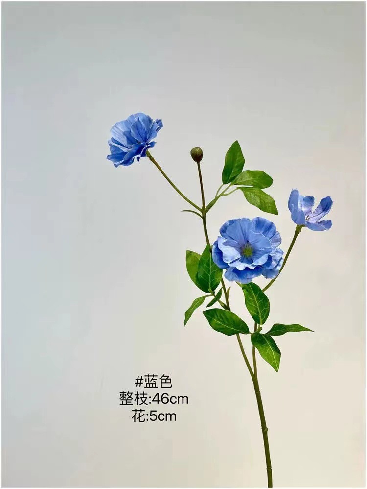 호접란 - 파란색