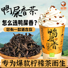 鸭屎香凤凰单枞茶叶手打柠檬茶奶茶店石里香商用浓香蜜兰香