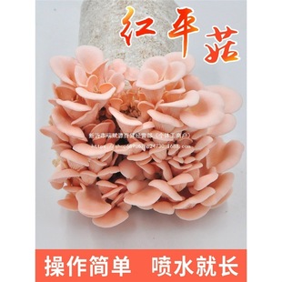 Ģ���Nֲ���ҷNĢ����ƽ���������r��������ʳ�þ��㹽Ȥζ�̨