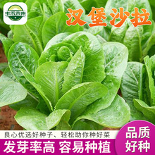 新款四季汉堡沙拉生菜口感脆嫩随吃随摘可做沙拉炒菜种子可批发