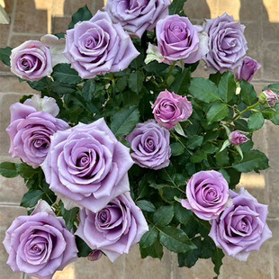 ��������ϼ����ϵ�ж��^�¼����л�õ�廨�@����ֱ�l���ŷ���M��