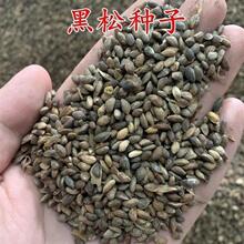 ɘNͺͺľNļձɷNӾG