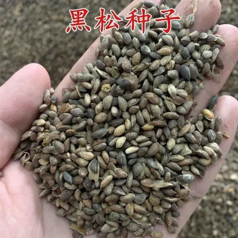 黑松树种子耐旱耐寒林木树种多年生四季常青树日本黑松种子绿化树