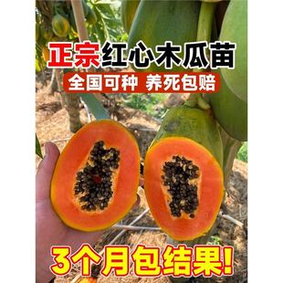 �ļ�ľ�Ϲ��������Ǽt��ˮ��ľ���ش������ͥԺ�ϱ����Nֲ����