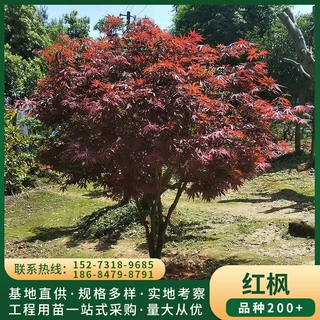 工程园林绿化苗木 嫁接红枫 8公分红枫树 行道庭荫树 量大从优