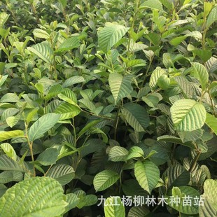 �������Ϙ�ľС��  һ������ľС�����l ��������С��