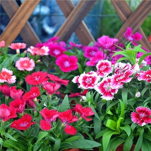 ���ʯ�񻨷N�њWʯ��N�绨�N�ļ��ͺ����Դ�ȫ��������ʯ��N��