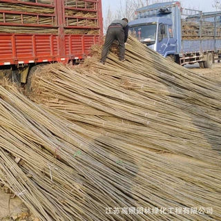 厂家批发白杨树苗 白杨树 速生杨速生杨树苗 植树造林山体绿化
