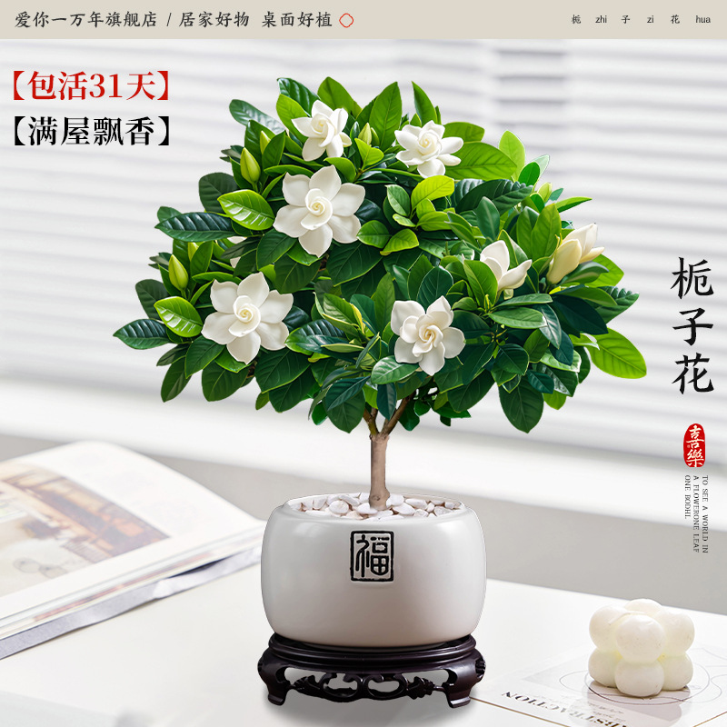 단극 치자나무 + 진주백부 도자기 화분 + 원형 베이스 (포장석 + 영양액 포함)