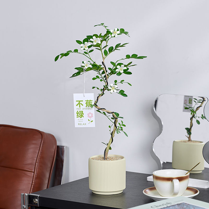 Shape Jiuli Xiang Green Plant Potted Qilixiang Old Pile Office Living Room Desktop Flowering Plant Purifies the Air