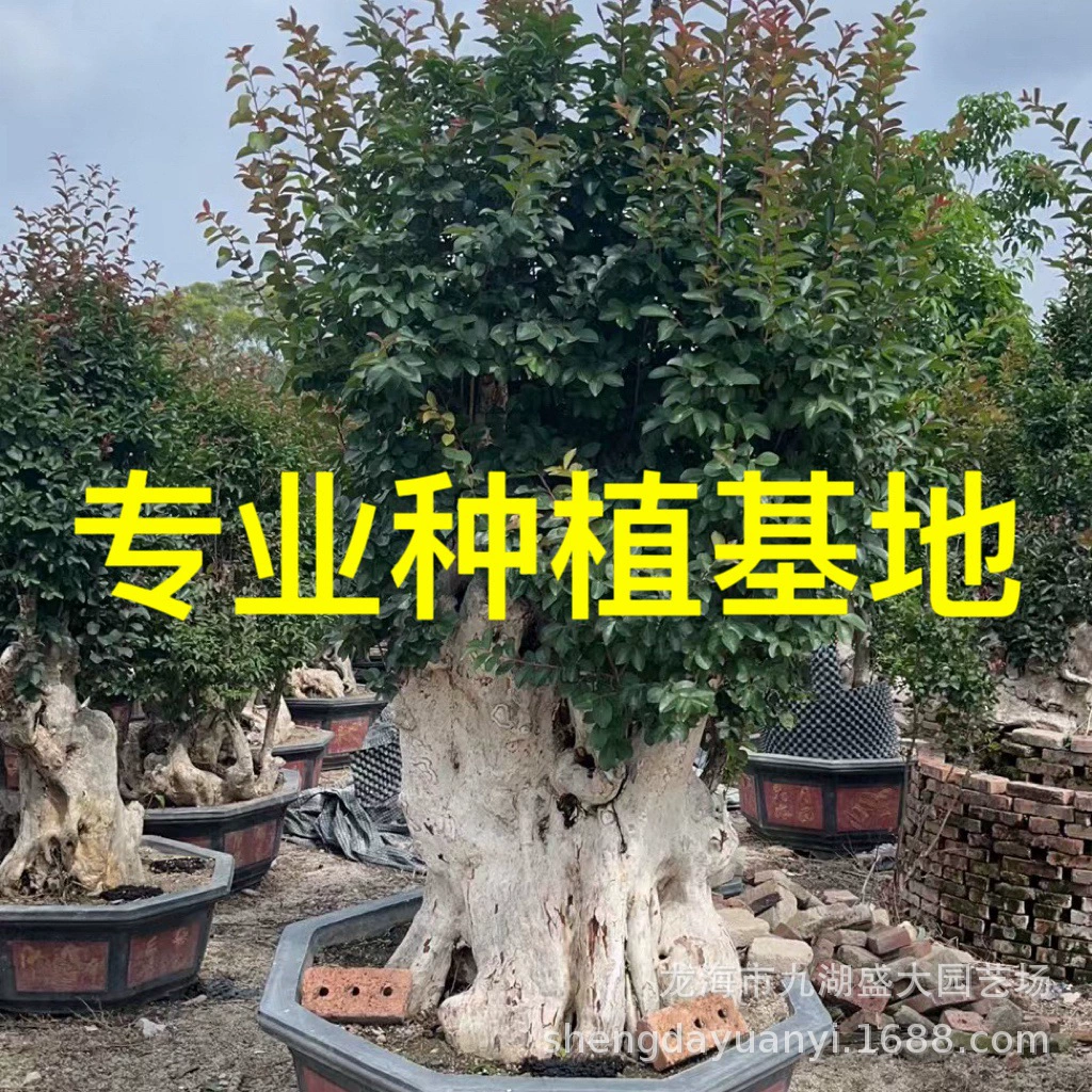 Бонсай из коряги моренчака Фуцзянь, бонсай из коряги моренчака Шаньдун, бонсай из старой коряги моренчака Чжэцзян, оптовая продажа бонсай из коряги моренчака произвольной формы