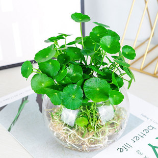 Hydroponic Plants, Copper Money Grass Potted Florals, Indoor Money Grass Florals, Office Water-Raised Florals, Easy to Grow Green Plants