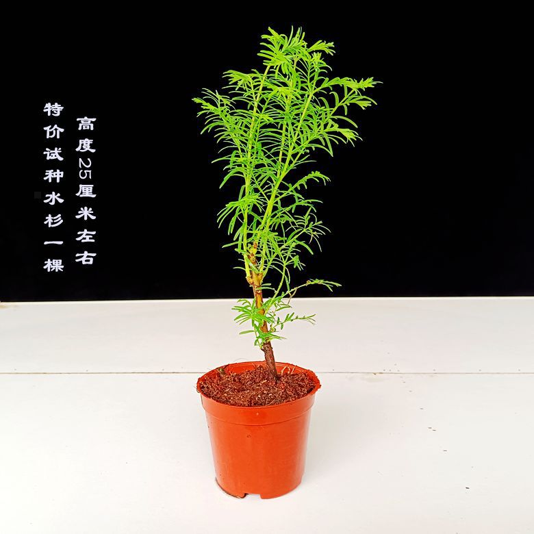 가문비 나무 묘목을 심기위한 특별 제안