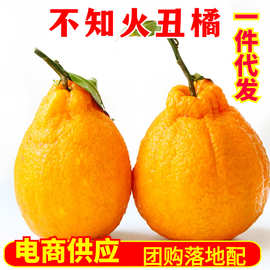 四川不知火丑橘一件代发新鲜水果非春见耙耙柑丑桔橘子薄皮代发